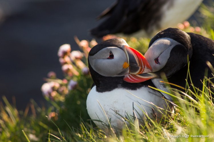 Mynd af tveimur lundum í miðnætursól