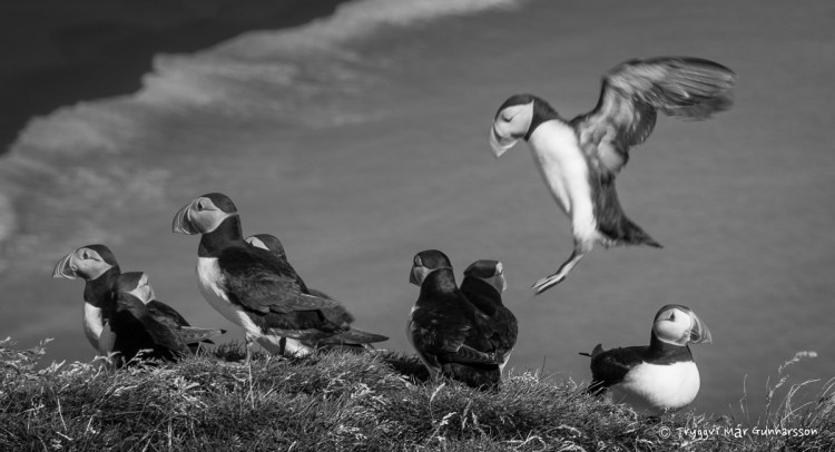 Sjö stitjandi lundar og einn alveg að lenda, með útbreidda vængi.